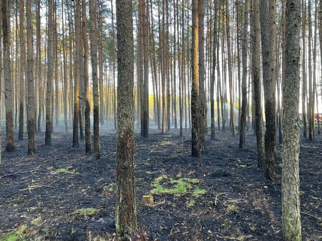 Pożar lasu w miejscowości Oględa